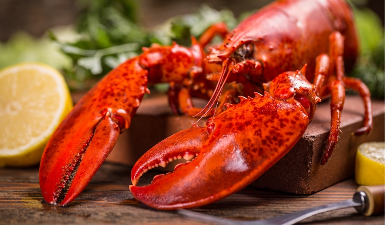 Quanto tempo para cozinhar lagosta