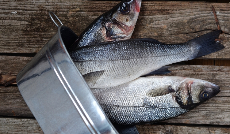 peixe robalo tem muito espinho