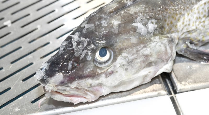 Cabeça de bacalhau