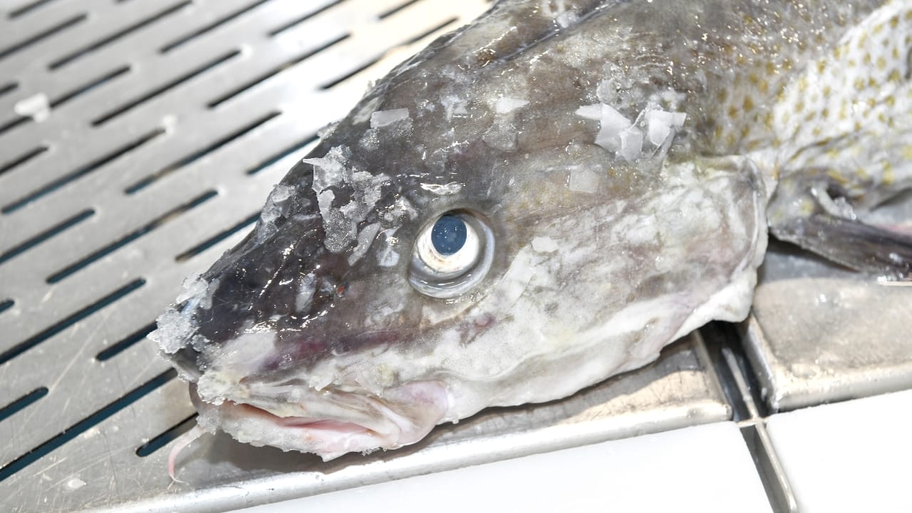 Cabeça de bacalhau