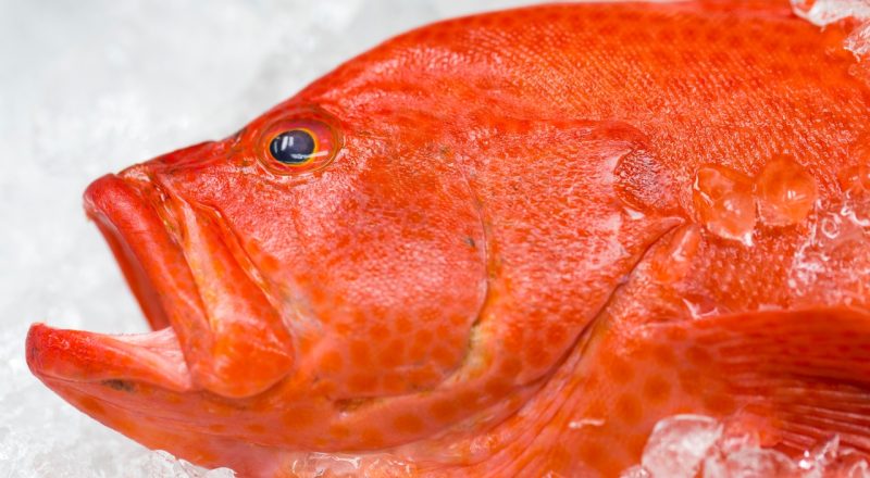 Peixe Cherne é bom