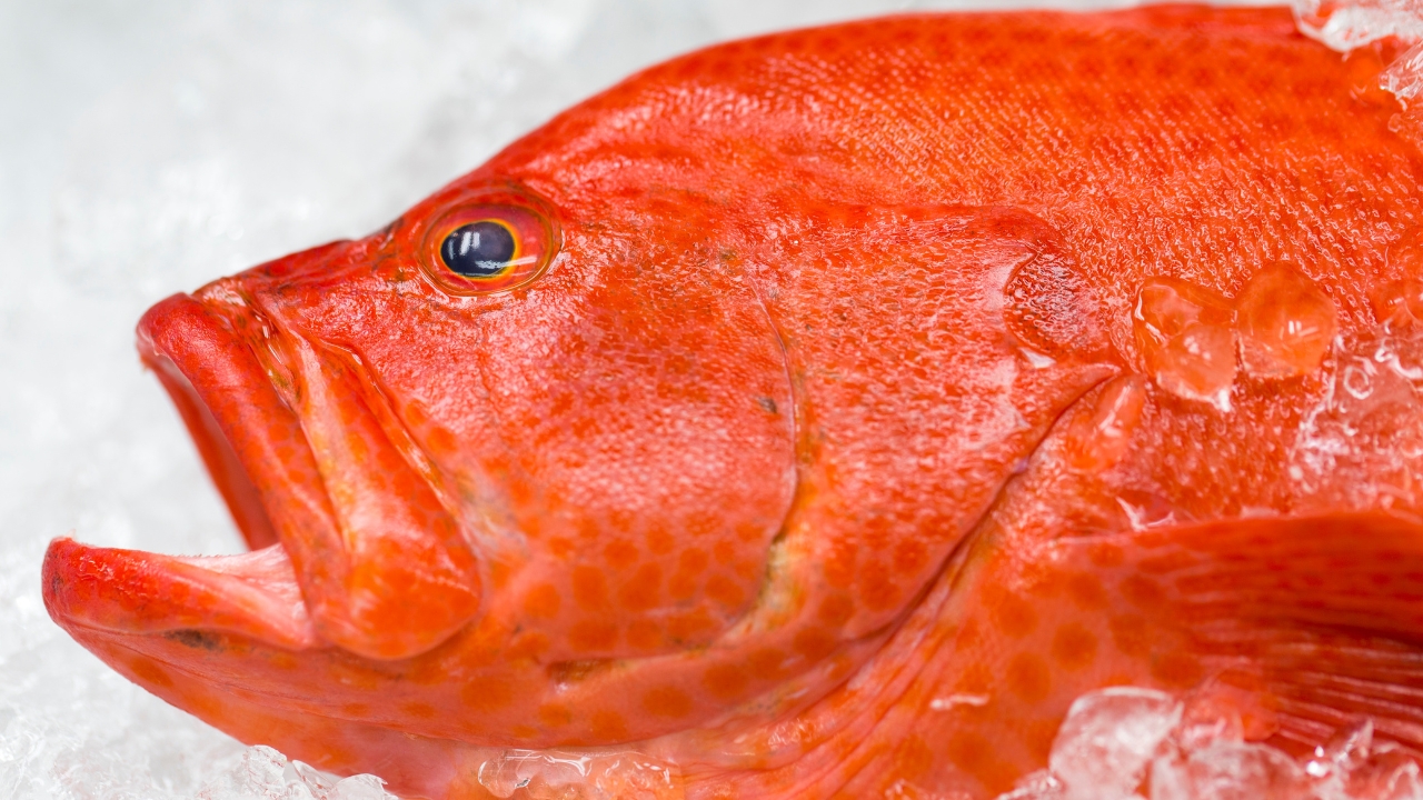 Peixe Cherne é bom Peixe Cherne é bom